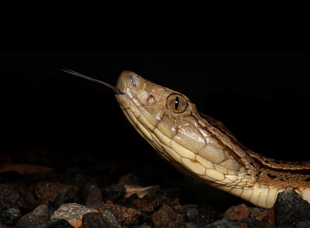 Manuel Antonio: nächtliche Tour im Dschungel in einem privaten Wald