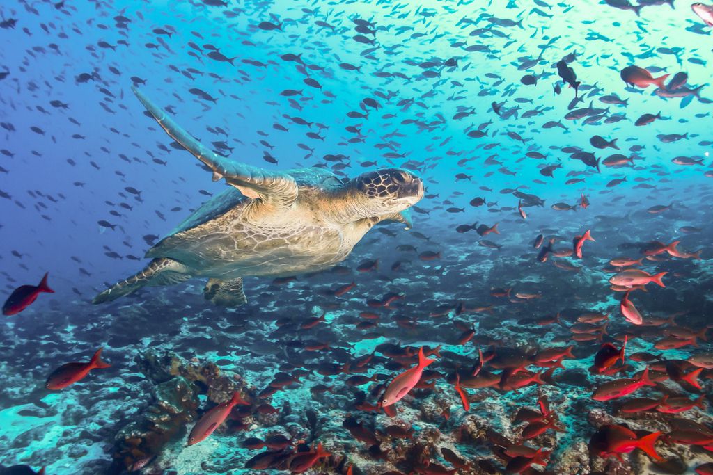 Aachen Bis Galapagos Das Waren Die Ersten Unesco Welterbestatten