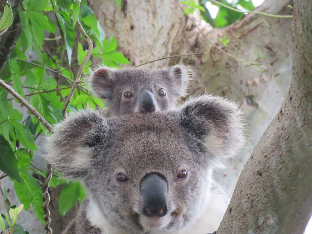 Byron Bay Wild Koala Tour