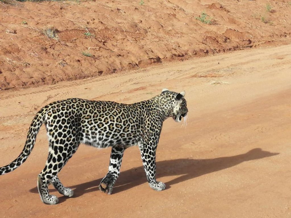 TAGESTOUR ZUM TSAVO-OST-NATIONALPARK VON MOMBASA/DIANI