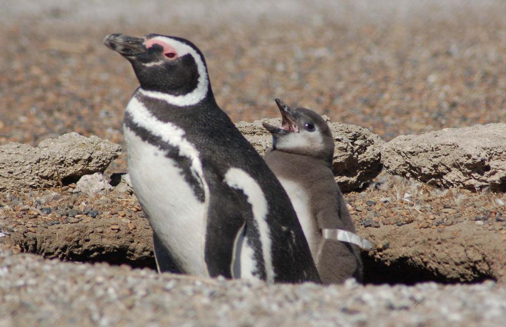 Von Puerto Madryn: Pinguin-Tour und Tagesausflug zur Halbinsel Valdés