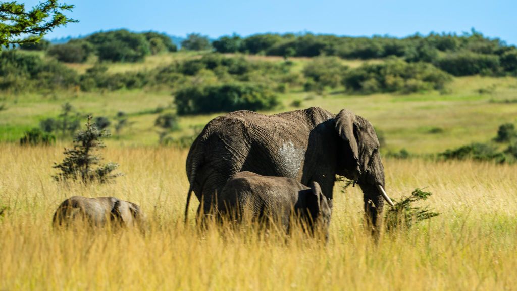 Ab Arusha: 6 Tage private Safari östliches Great Rift Valley