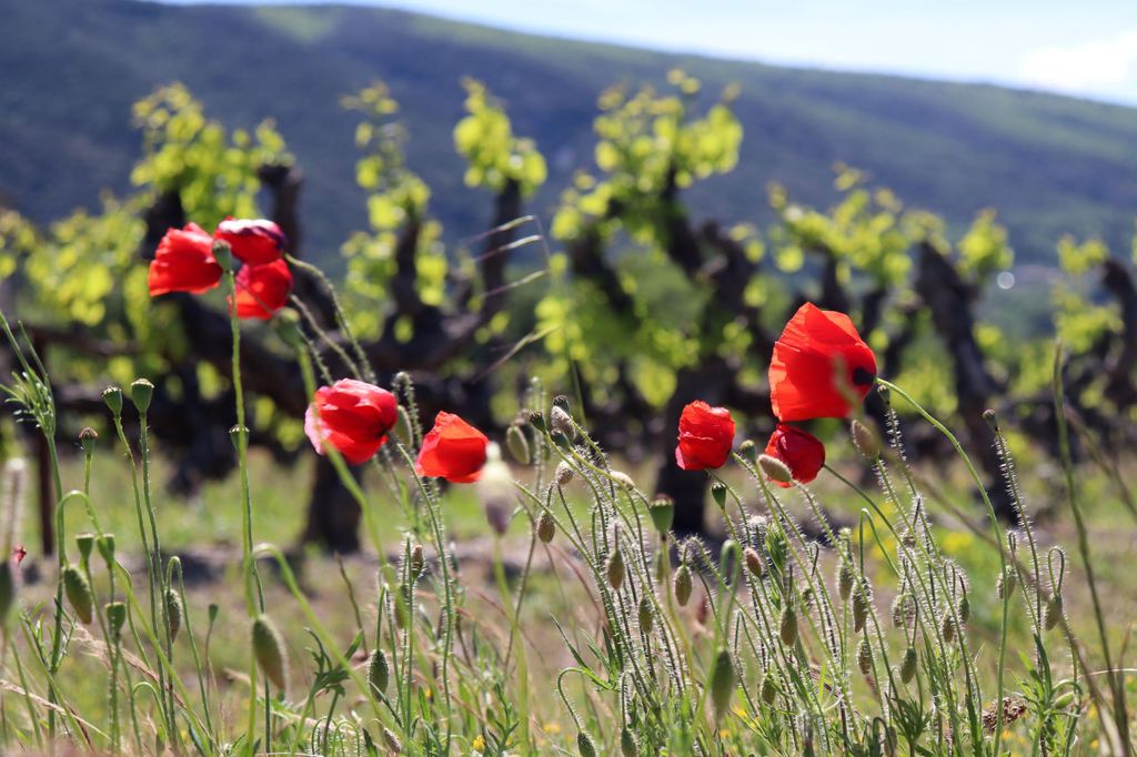 Avignon: Halbtagestour im Luberon-Tal – Gordes & Roussillon