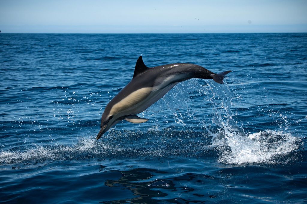 Sesimbra: Delfin- und Walbeobachtung in Arrábida mit Biologen