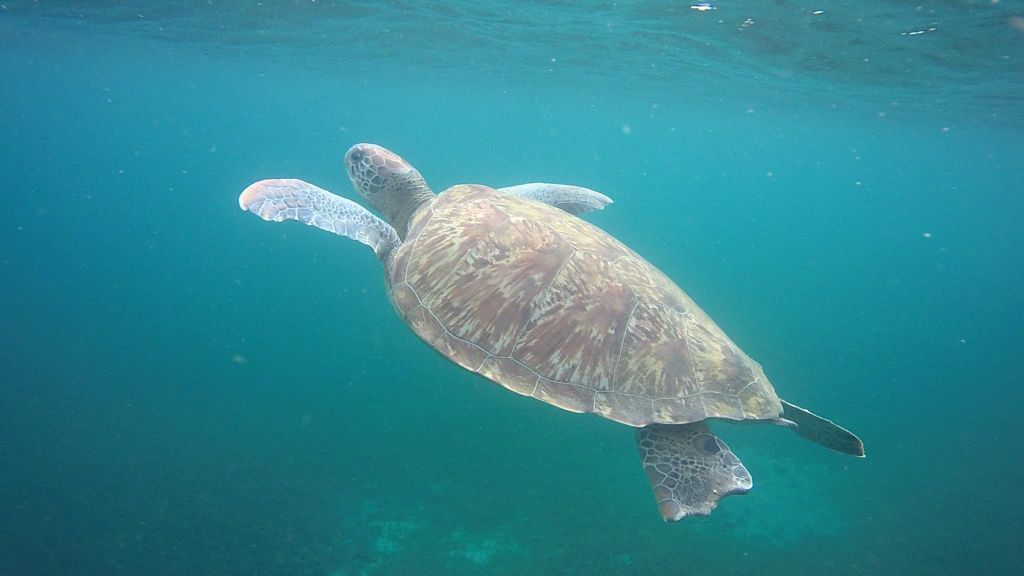 Martinique: Bootsfahrt und Schnorcheln mit Schildkröten, Fischen und Korallen