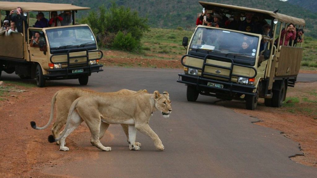 Von JNB: Pilanesberg-Safari inkl. Mittagessen, ganztägig