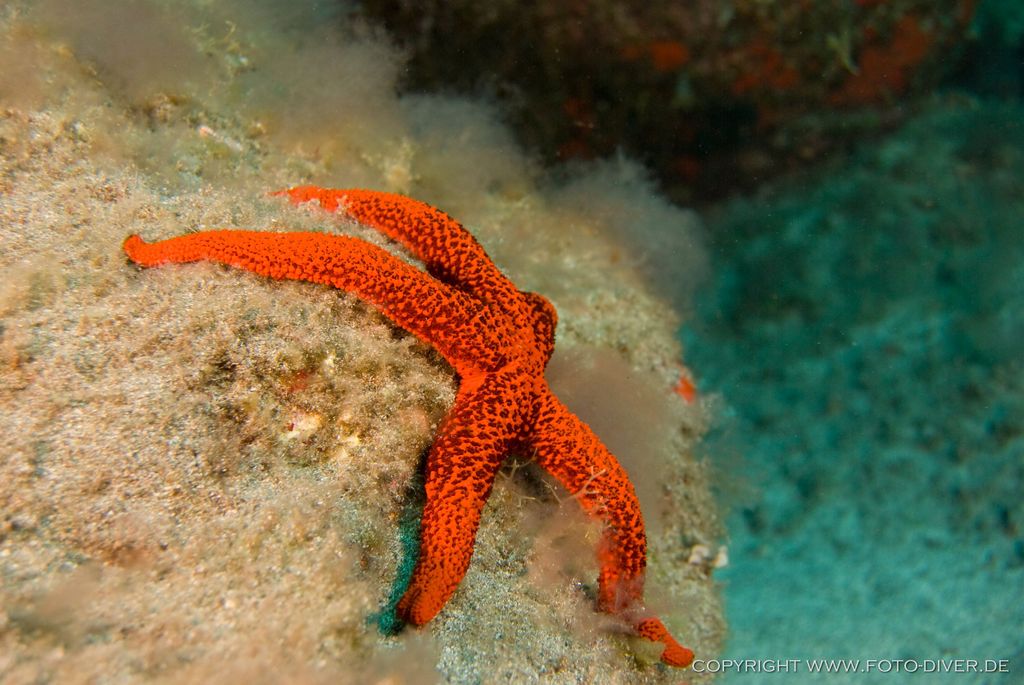 La Palma: Schnorcheltour im Atlantik mit Ausrüstungsverleih