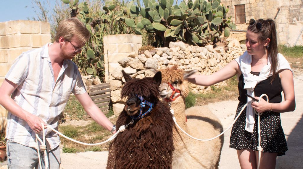 Gozo Alpaca Walks: mit Fütterung und Farmbesuch