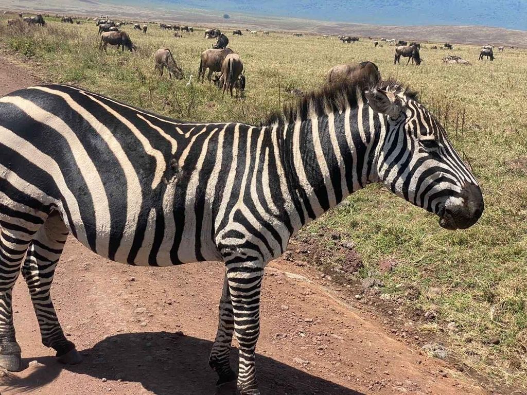 4 Tage Tarangire, Serengeti und Ngorongoro-Krater