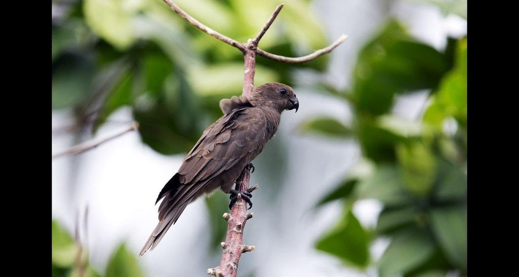 Praslin: Private Tour durch das Vallée de Mai mit einem lokalen Guide