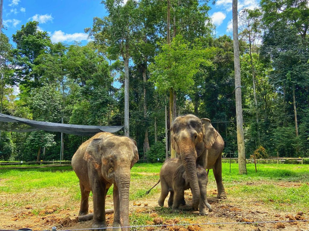 Von Kuala Lumpur aus: Kuala Gandah Elephant Sanctuary Tagestour
