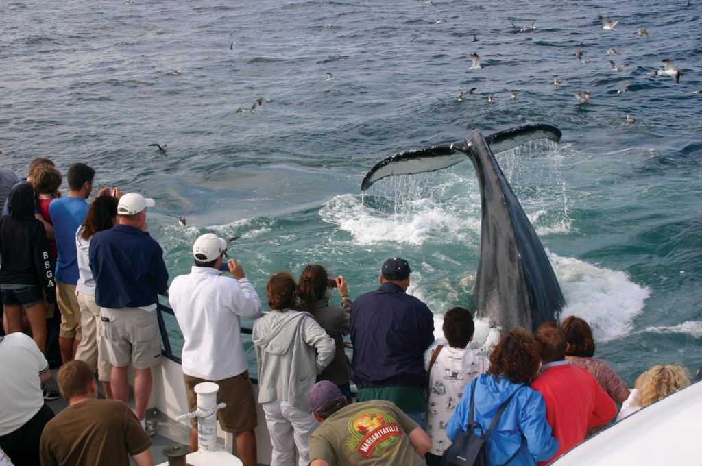 Provincetown: Whale-Watching-Bootsfahrt