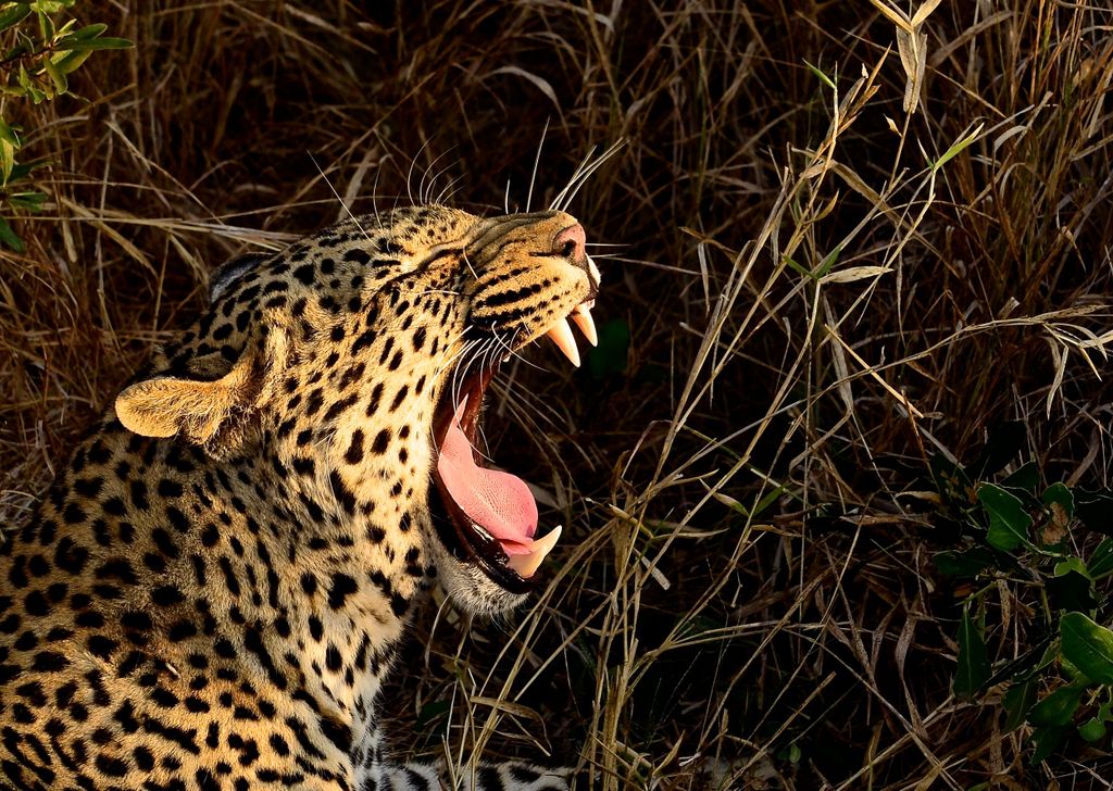 Von Durban: Tagesausflug zum Wildreservat Hluhluwe Imfolozi