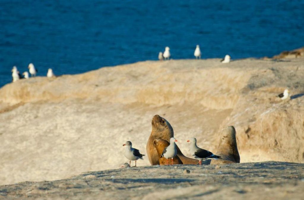 Puerto Madryn: Punta Loma und Städtetour mit Abholung