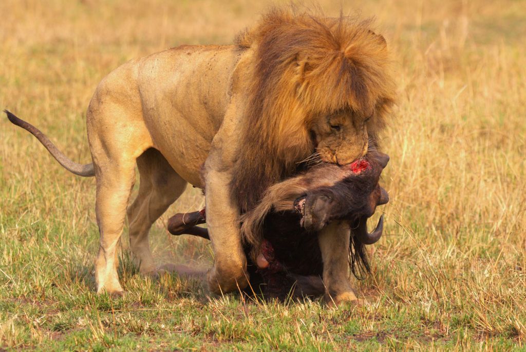 Maasai Mara Private Safari
