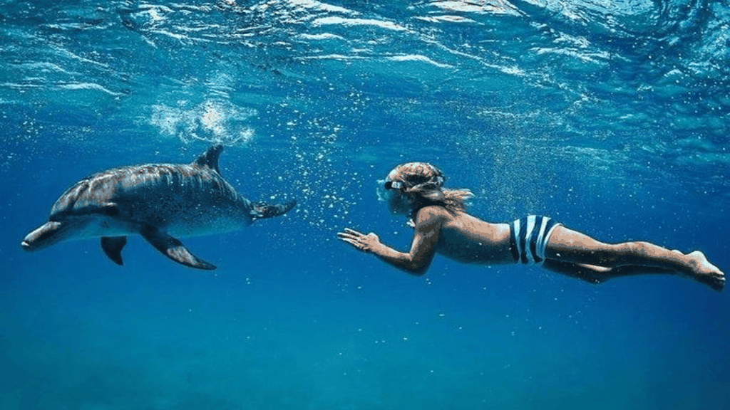 Île aux Bénitiers Schnorcheln mit Delfinen + Meeresfrüchte Mittagessen