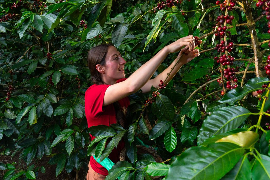 Monteverde: Kaffeefarm & Rösterei Tour mit Verkostung