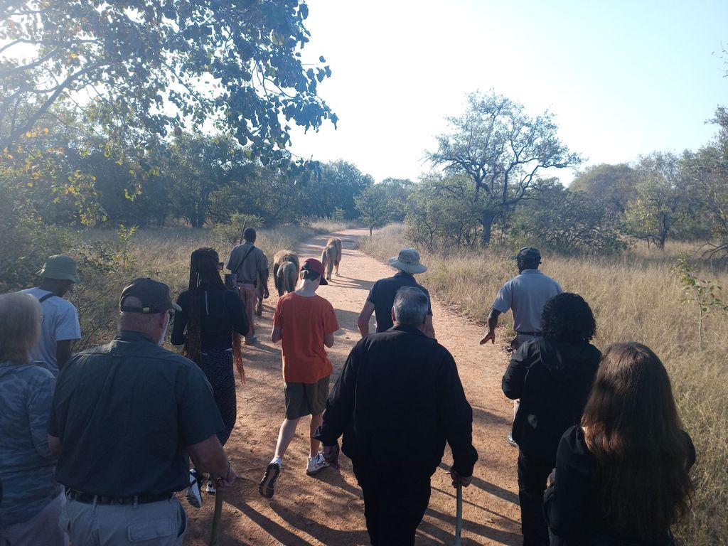 Johannesburg: Geführter Rundgang mit Löwen im afrikanischen Busch