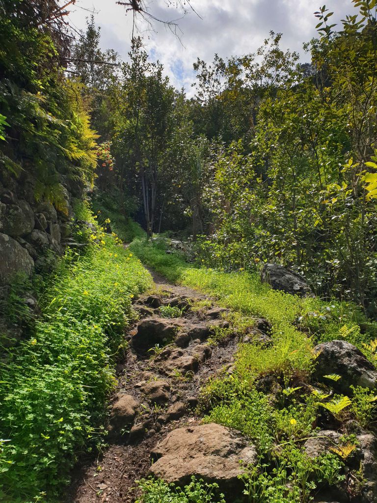 Gran Canaria: Ausflug in den Lorbeerwald