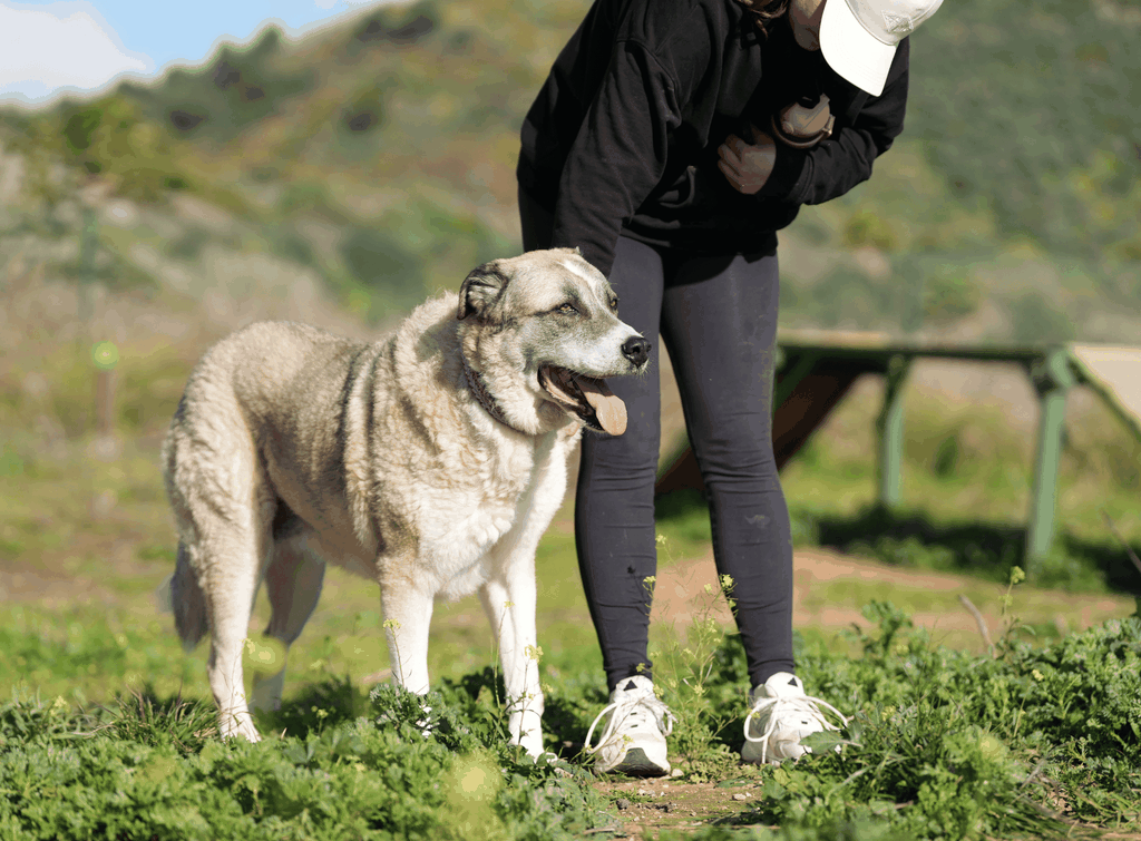 Marbella: Gassi mit Hunden im größten Tierheim der Costa del Sol