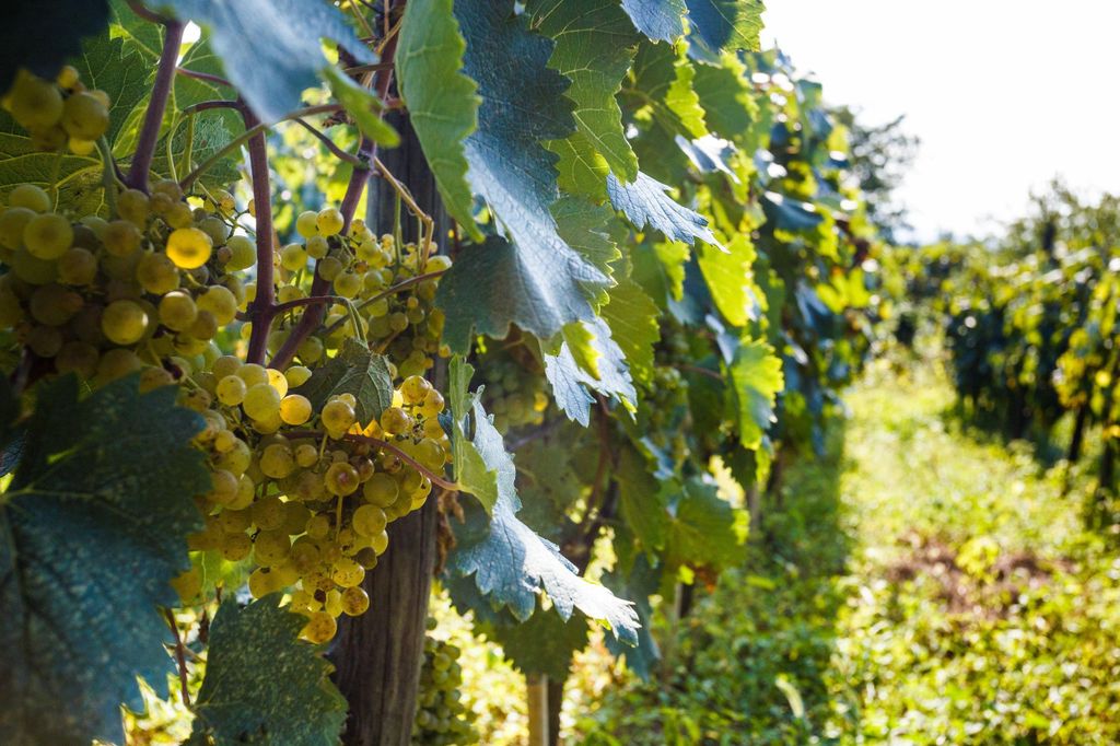 Weintour mit dem Fahrrad ab Kutaisi – Weinprobe & Weinberge