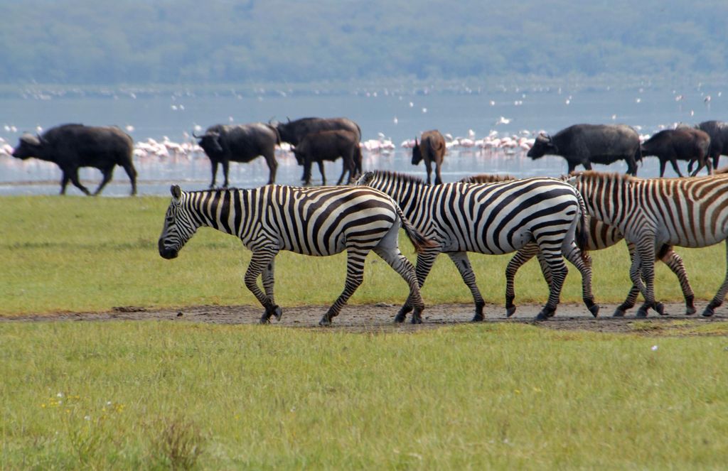 Naivasha-See: Crescent Island Game Sanctuary