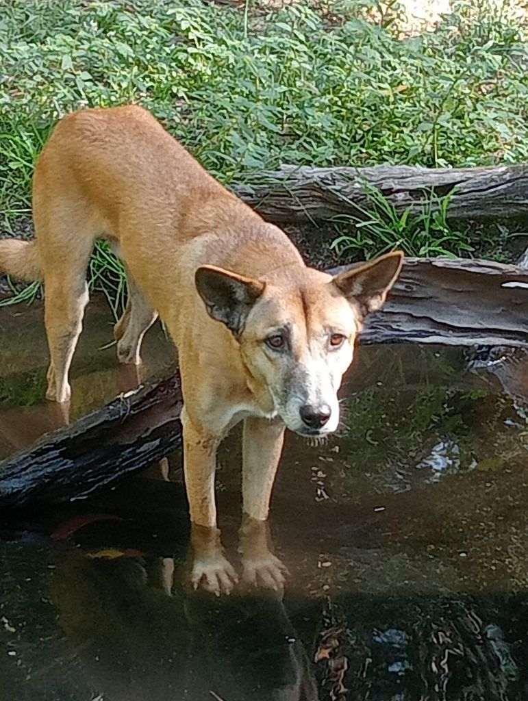 NEUE TOUR! PRIVATE Darwin Wildlife, Krokodil-Kreuzfahrt, Subtropen!