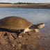 Flussschildkröte am Orinoco