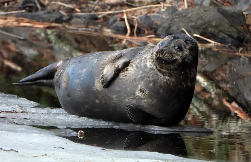 Savonlinna: Saimaa-Ringelrobben-Kreuzfahrt auf dem Pihlajavesi