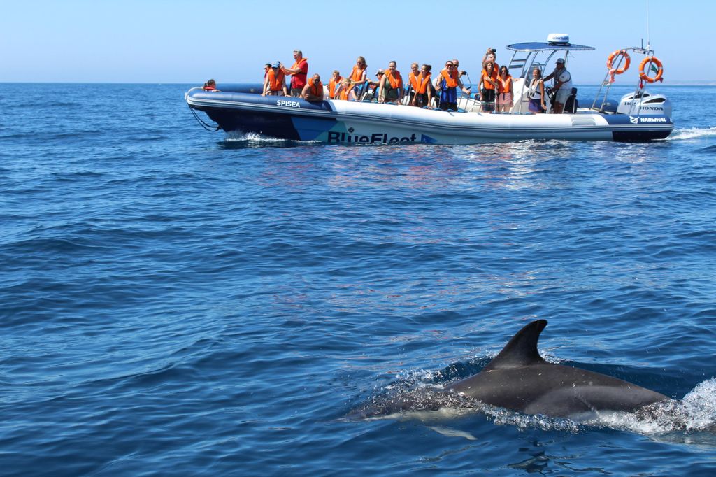 Ab Lagos: Delfin-Beobachtungstour per Boot mit Meeresbiologen