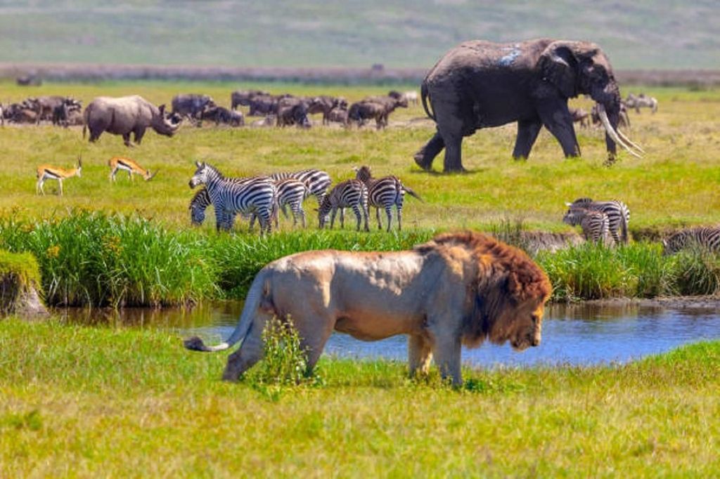 Arusha: Serengeti und Ngorongoro Mehrtägige Camping Safari