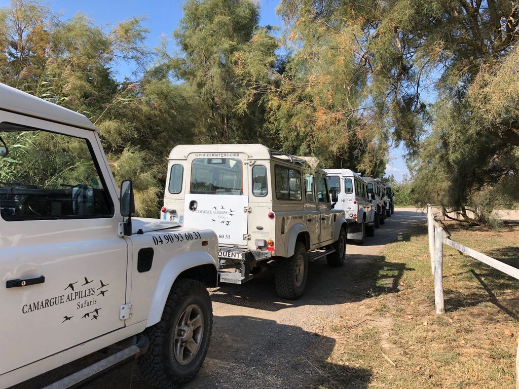 Ab Arles: Halbtägige 4x4 Camargue Safari