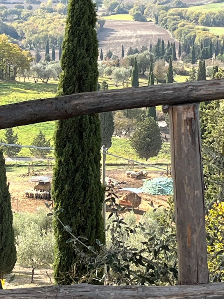 Cortona: Trüffelsuche, Besuch in Pienza & Montepulciano