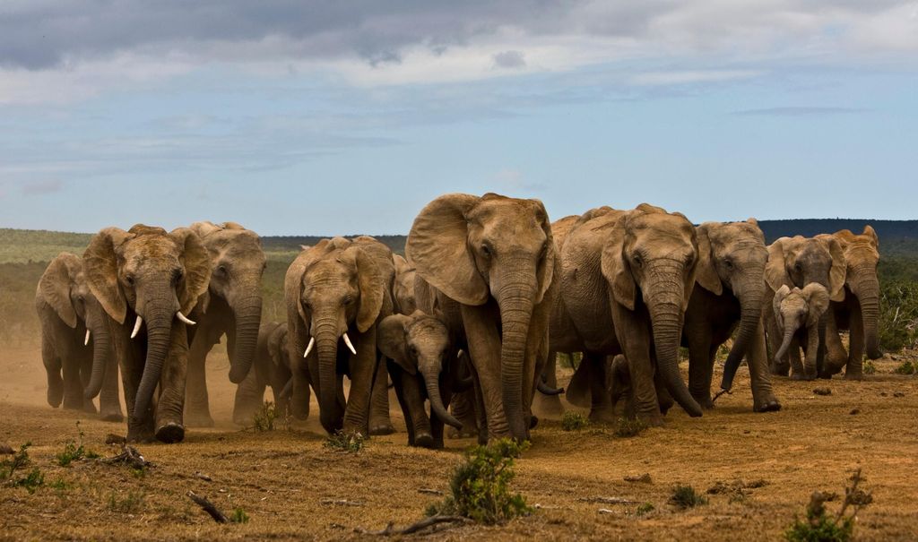 All-Inclusive-Safari mit traditionellem Braai-Mittagessen