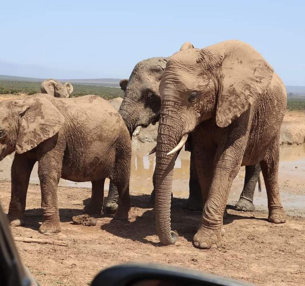 Port Elizabeth Addo Elefanten-Nationalpark Tour