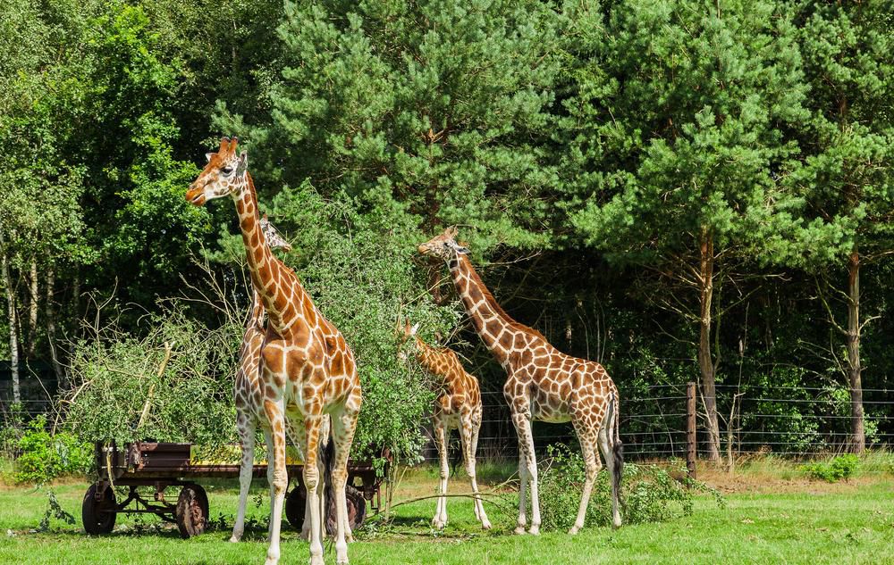 Serengeti-Park Hodenhagen, Lüneburger Heide - MARCO POLO