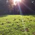 Sonnenstrahlen im Abteigarten Lemgo