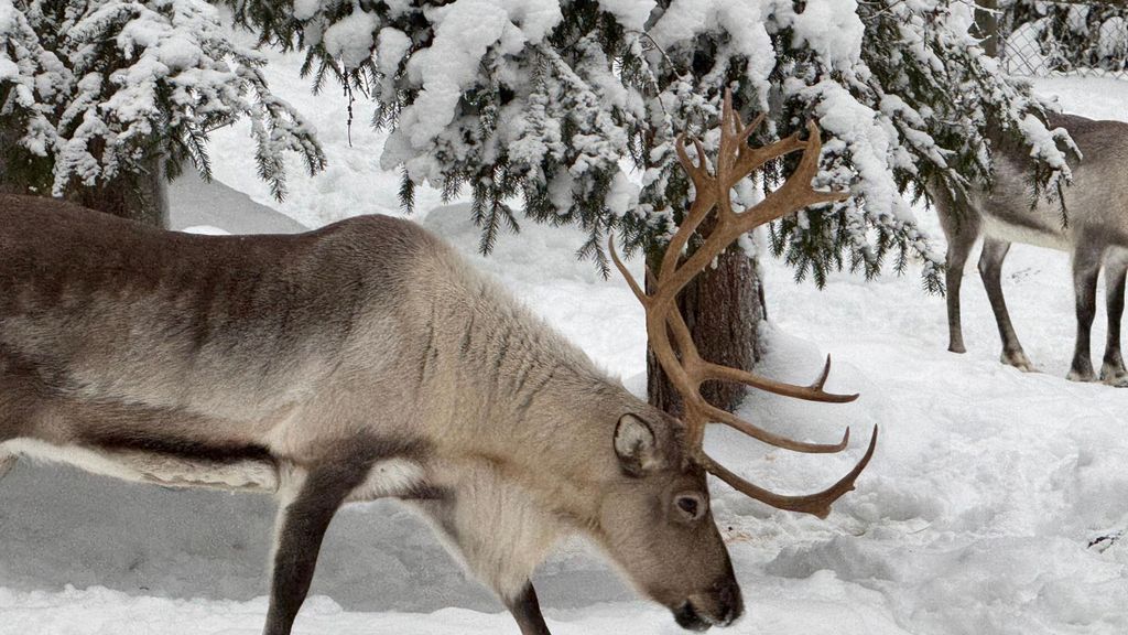 Rovaniemi: Ausflug zum Ranua Zoo (Transport, Tickets)