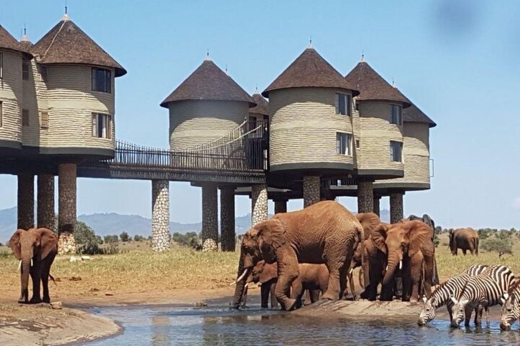 Safari mit Übernachtung in der Saltlick Safari Lodge ab Mombasa/Diani
