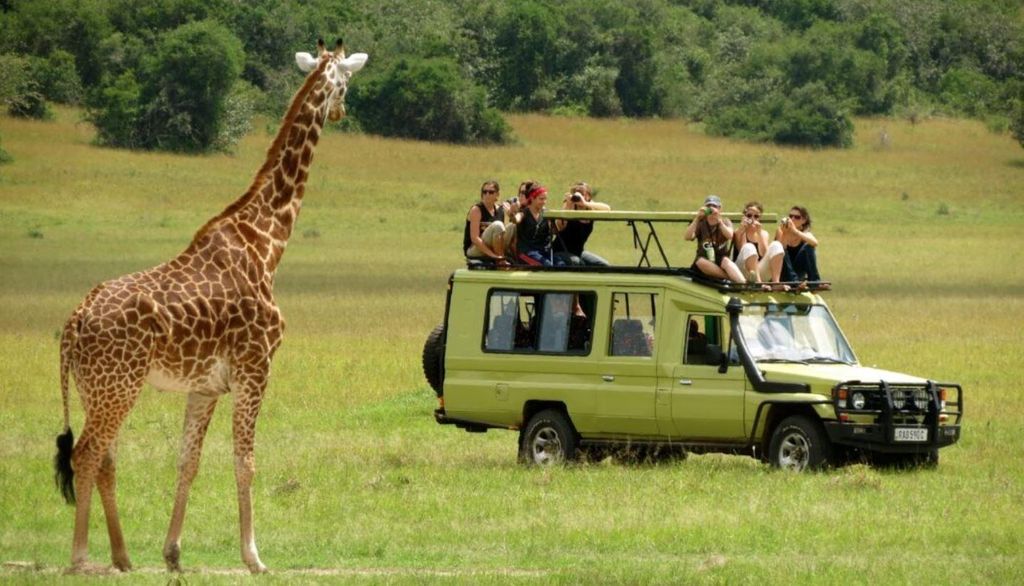 Phezulu Safari Park 1/2 Tagestour von Durban