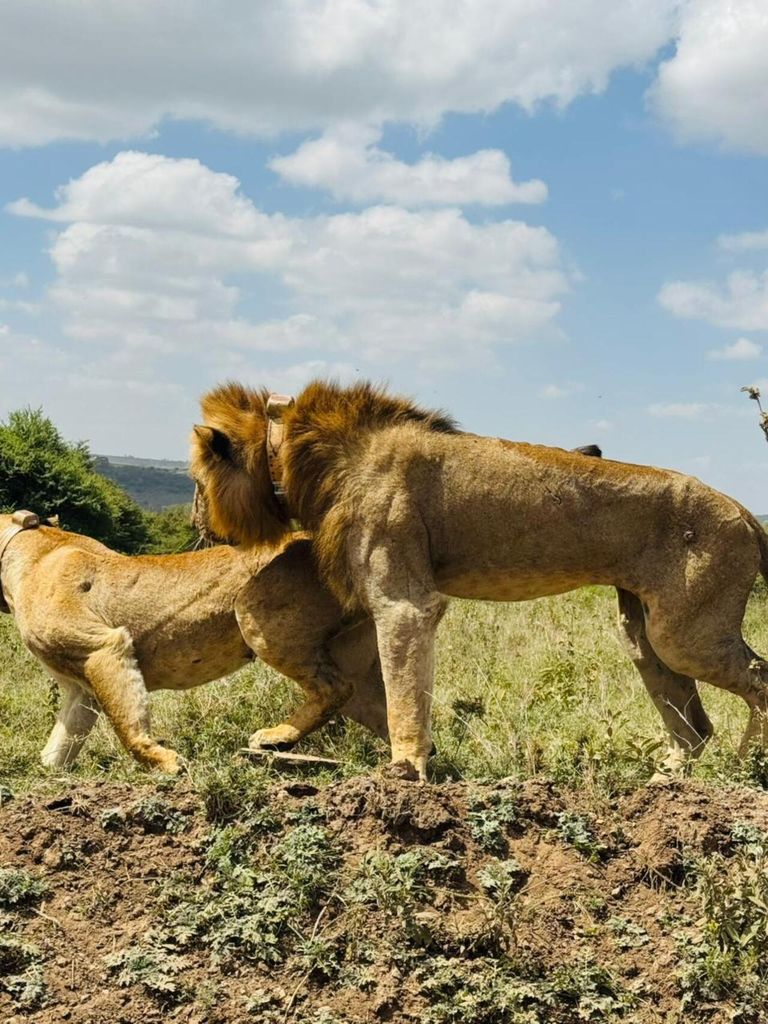 Halbtägige Safari-Tour zum Nairobi-Nationalpark