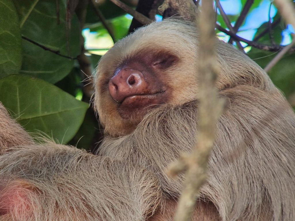 Manuel Antonio Nachtwanderung