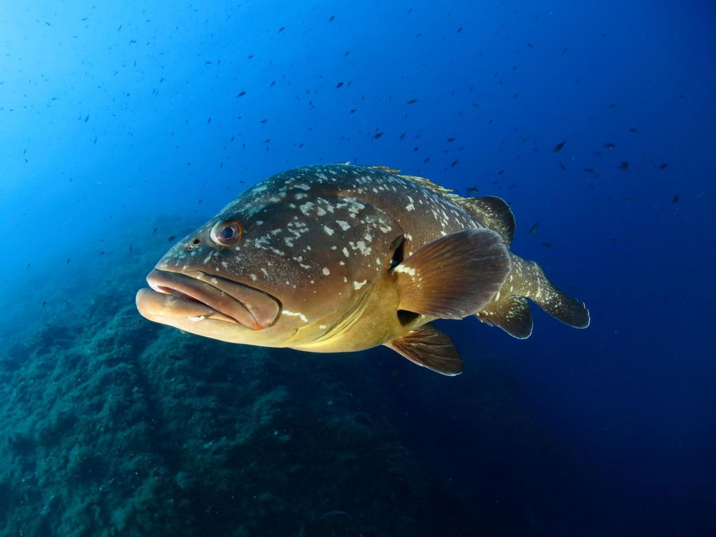 Elba: Tauche mit uns und genieße eine Bootstour