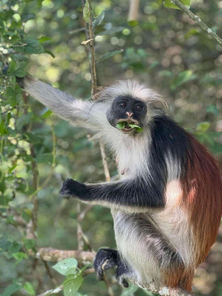 Sansibar: 4-tägige Komplettpaket-Touren mit Flughafentransfer