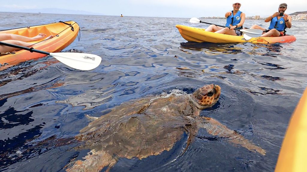 Teneriffa: Kajak-Safari & Schnorcheln in einem Naturschutzgebiet
