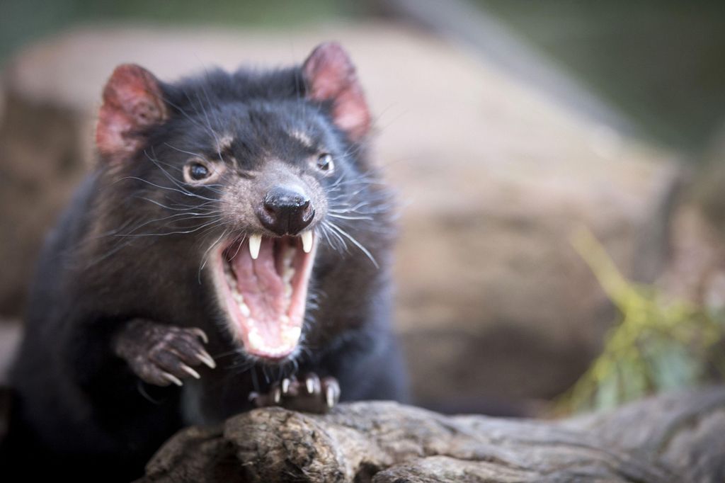Hobart: Port Arthur, Richmond & Tassie Devil – aktive Tour
