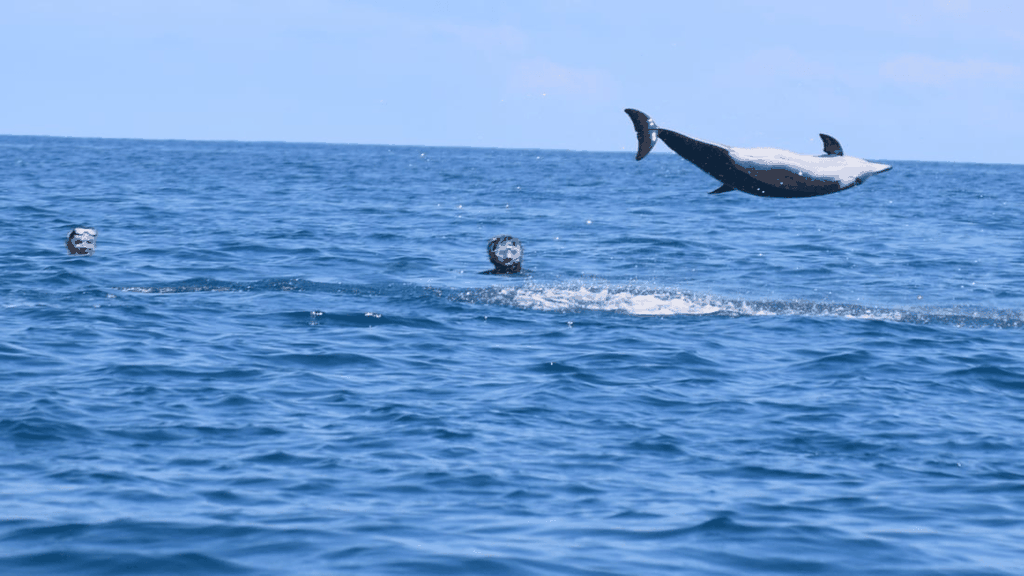 Île aux Bénitiers Schnorcheln mit Delfinen, Mittagessen & Transfer