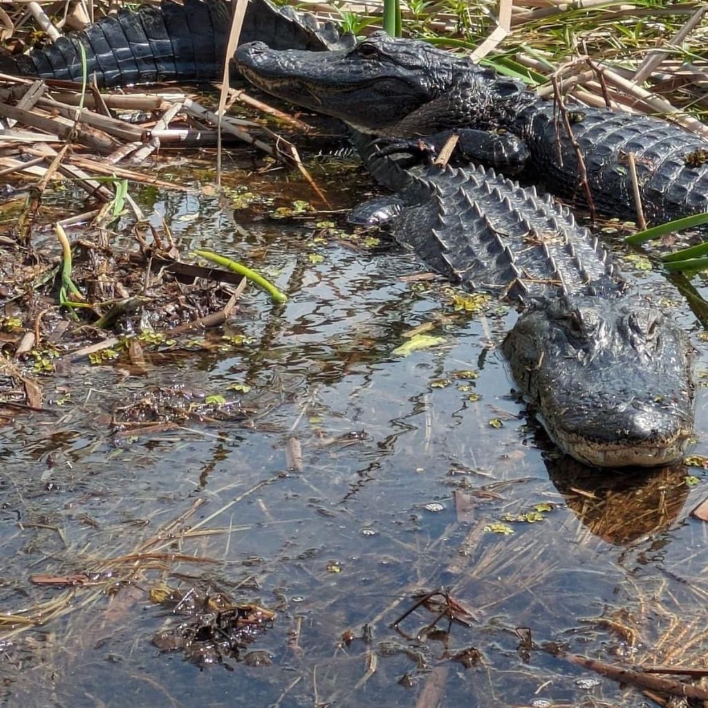 Kissimmee: Everglades Alligator und Wildlife Airboat Tour