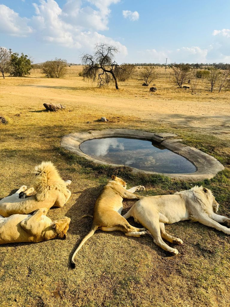 Löwenpark: Safari-Abenteuer