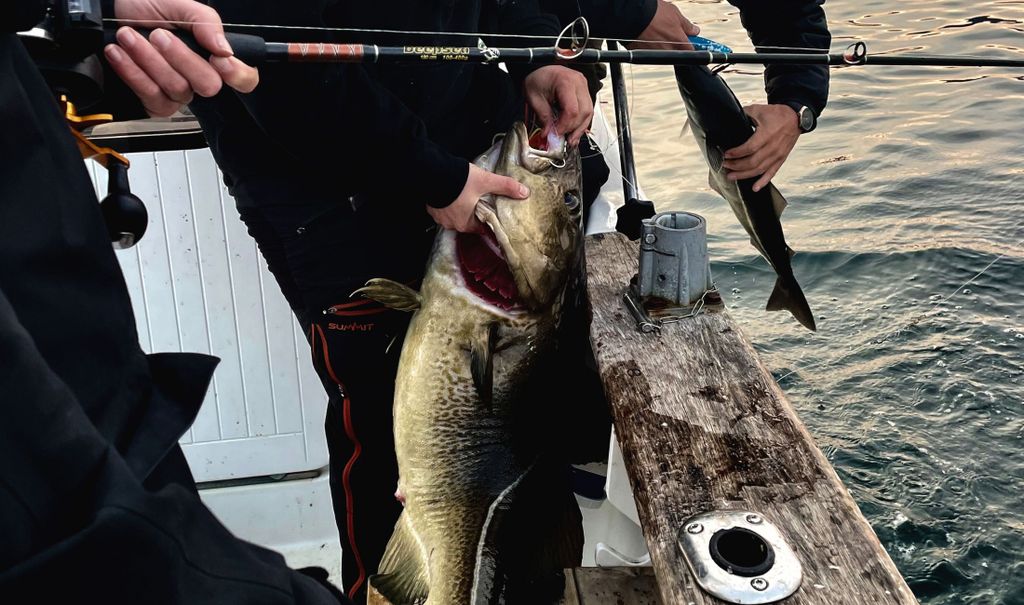 Lofoten: Bootstour zum Angeln mit ortskundigem Guide
